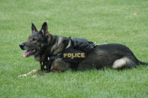 This is not an actual picture of the Police Dog and is a representation of what it could look like. 