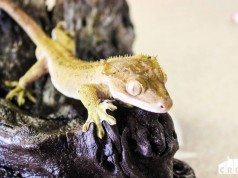 New Caledonian Crested Gecko