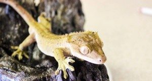 New Caledonian Crested Gecko