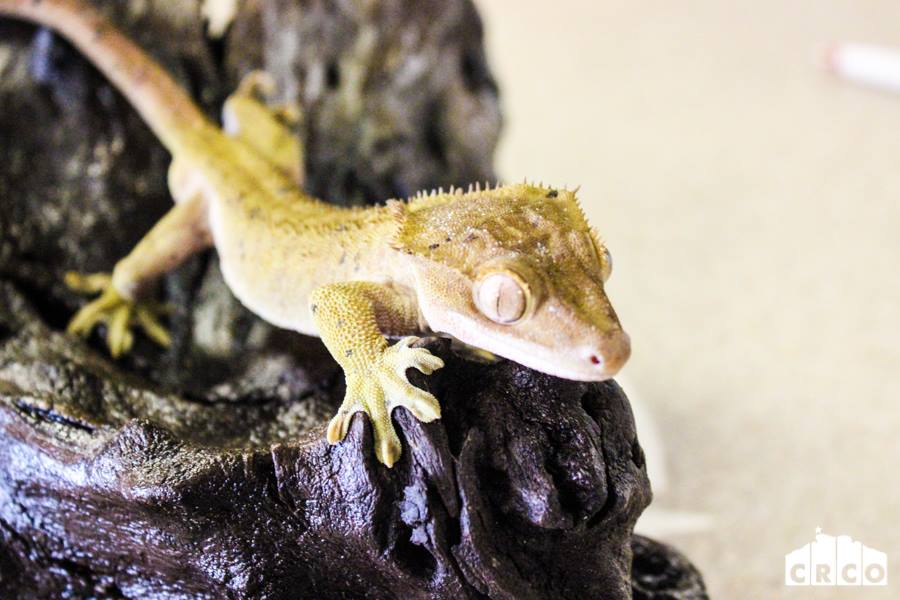 New Caledonian Crested Gecko