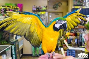 Gold Macaw