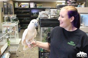 Mulacaan Cockatoo