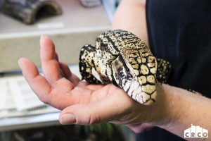 Argentine Black and White Tegu