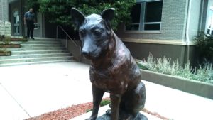 Police K-9 Jax can be viewed in front of the Castle Rock Police Department 