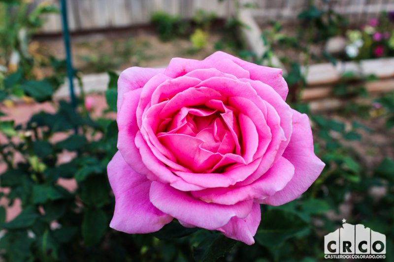 A rose from the Decker's garden.