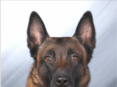 The Town Says Goodbye to K-9 Legion