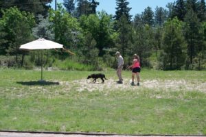 Guided by a handler, each station teaches the dog to use different senses to hear, see and smell a nearby rattlesnake.