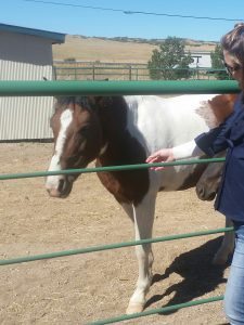 Kathy and Tim Penrod are looking forward to sharing their renovation project with the community. Bell Mountain Ranch Equestrian Center offers lessons in all types of riding styles and will assist owners in caring for their horses.