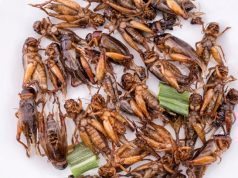 Castle Rock Crickets