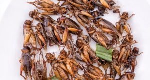Castle Rock Crickets