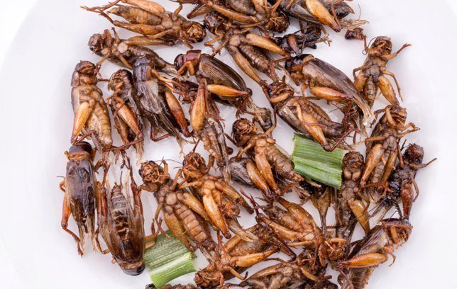 Castle Rock Crickets