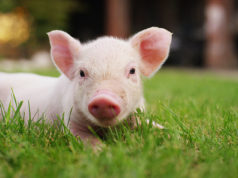 Should Ducks, Mini Goats, and Mini Pigs Be Allowed Within Castle Rock Town Limits? Pigs in Castle Rock