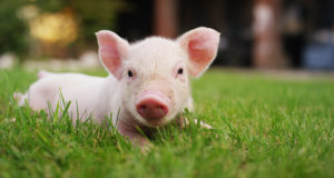 Pigs in Castle Rock