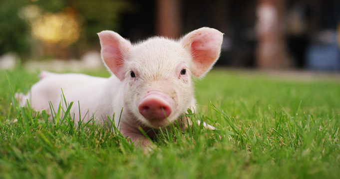 Pigs in Castle Rock