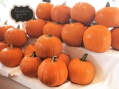 Where to Get the Cheapest Pumpkins in Castle Rock